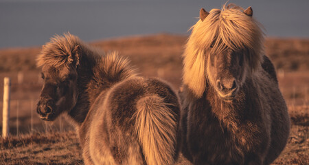 Splendidi cavalli Islandesi illuminati da un incredibile luce rossa del tramonto.
