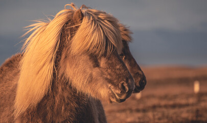 Fototapeta na wymiar Splendidi cavalli Islandesi illuminati da un incredibile luce rossa del tramonto.