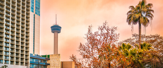 San Antonio Texas city skyline with warm glowing golden clouds, the Tower of Americas, and dried sycamore tree foliage and palm trees in winter