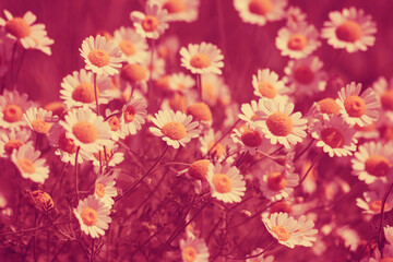 Obraz na płótnie Canvas Vintage wild chamomile flowers in viva magenta color toning