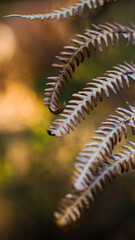 Feuilles de fougère sauvages à l'aspect flétri, dans la forêt des Landes de Gascogne