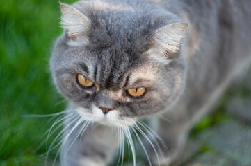 close-up portrait of a sad gray british cat with yellow eyes, favorite pet