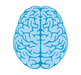 Illustration of human brain	 / png, no background