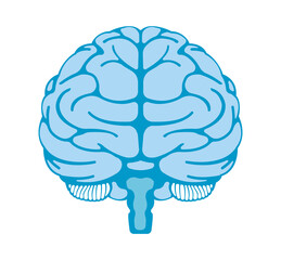 Illustration of human brain	 / png, no background