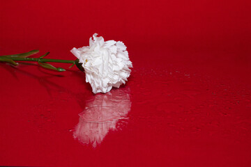 Clavel blanco en sobre un fondo rojo con gotas de la lluvia de un día de primavera con diferentes...