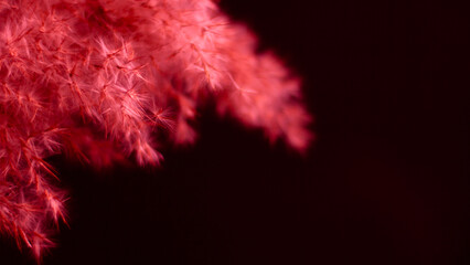Red pampas grass on a black background. Bright, red, contrast, soft contrast. Black background, red...