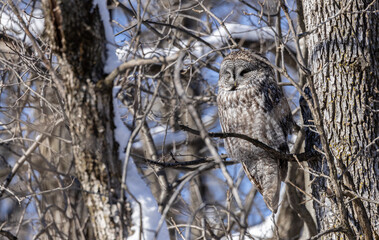 Chouette Lapone, Great Gray Owl, Strix nebulosa