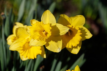 Fototapeta premium Gelbe Narzissen, Narzissenblüte (Narcissus Pseudonarcissus), Deutschland