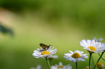 Mayfly ( Ephemeroptera ) on a flower in green nature
