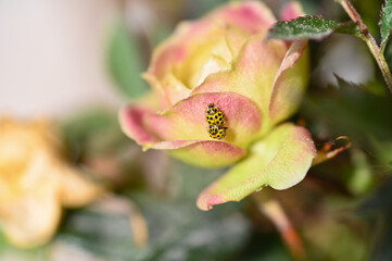 Naklejka na ściany i meble Two ladybugs mating on a rose