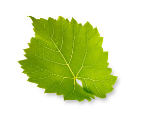 Weinblatt_Freisteller_01