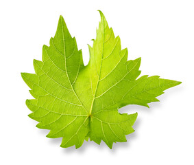 Weinblatt Freisteller vor weiss