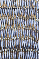 Gutted fish is dried on a metal mesh background
