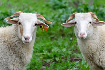Obraz premium Two white sheep looks into the frame