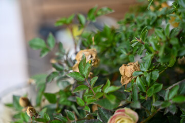 Yellow Ladybird with black  points on a plant