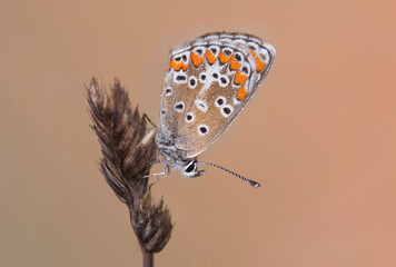 Aricia cramera, the southern brown argus with droplets in the morning