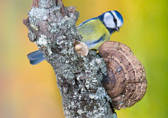 Eurasian blue tit sitting on a branch,with an autumn background