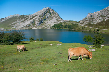 Lake Enol, one of the famous lakes of Covadonga, Asturias , Spain