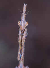  Conehead mantis (Empusa pennata)