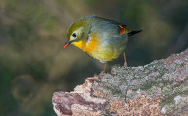 Red-billed leiothrix perched on a branch
