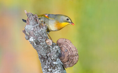 Red-billed leiothrix perched on a branch
