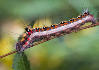 Larva of The dark dagger (Acronicta tridens) is a moth of the family Noctuidae
