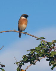 Male stonechat sitting perched on a bush with thorns