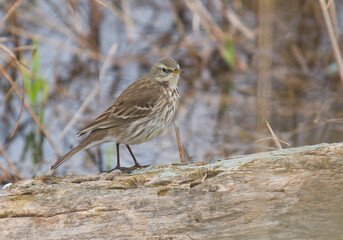 Water Pipit ,(Anthus spinoletta) ,in winter plumage