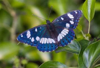 Southern White Admiral, Limenitis reducta