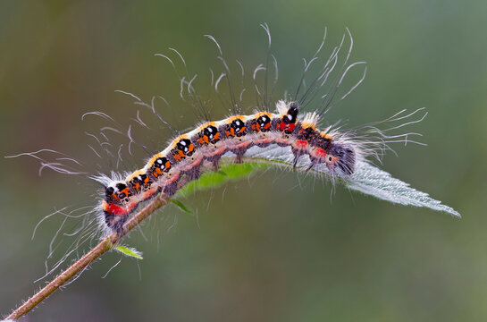 Larva of The dark dagger (Acronicta tridens) is a moth of the family Noctuidae
