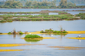 Flora e Fauna della laguna veneta Cavallino Treporti © Giorgio e Veronica