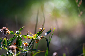 Wasp in  nature