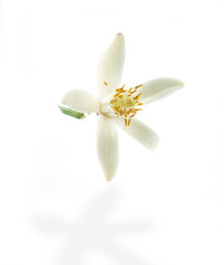 Zitronenbluete_Freisteller_04