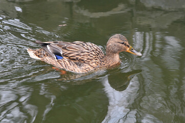 Wild duck mallard female peacefully swimming in the park pond. Free copy space