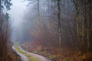 Fototapeta na wymiar Cloudy forest road at wintertime.