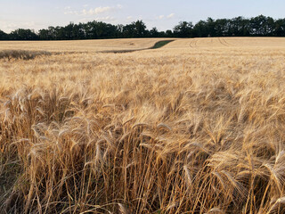 fields of ripe wheat in france season 2022