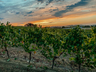 Fototapeta na wymiar autumn grape field on background of sunset