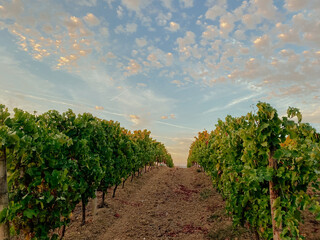 Naklejka premium grape field on background of sunset and sky