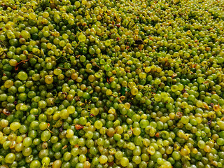 background harvested ripe grapes