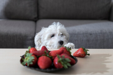 Nanja, three months old Bichon puppy, observing with fascination strawberries on a coffee table