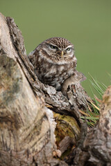 A portrait of a Little Owl with a mouse it caught in its talons
