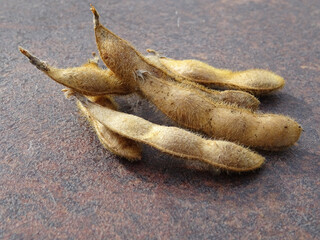 Soybean harvest, harvested seeds in pods, ripe soybean plants, background image