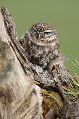 A portrait of a Little Owl with a mouse it caught in its talons
