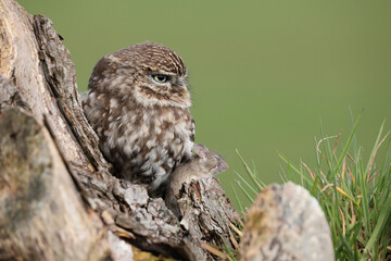 A portrait of a Little Owl with a mouse it caught in its talons
