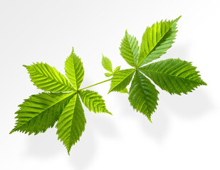 Zwei Kastanienblätter vor weiss als Freisteller