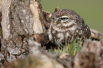 A portrait of a Little Owl on top of a willow
