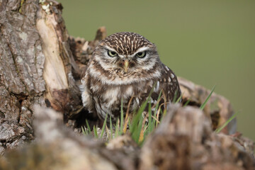 A portrait of a Little Owl on top of a willow
