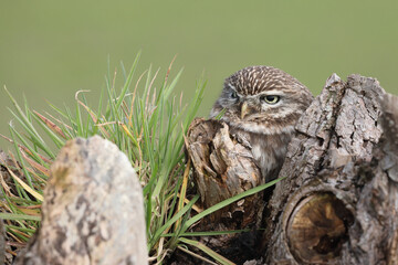 A portrait of a Little Owl on top of a willow
