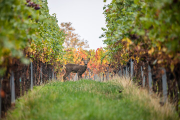 young deer in autumn vineyard