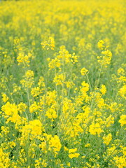 Fototapeta premium 菜の花畑